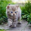 娱乐吃瓜小猫咪微博,揭秘娱乐圈幕后故事